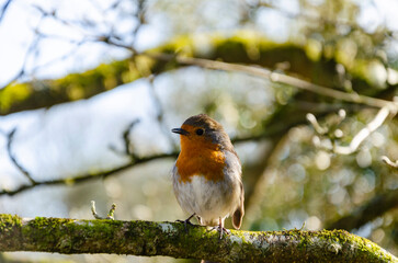 Robin redbreast sitting on a branch