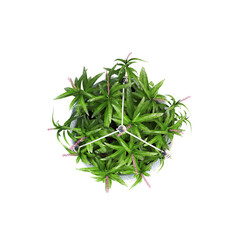 decorative flowers and plants for the interior, top view, isolated on transparent background, 3D illustration, cg render