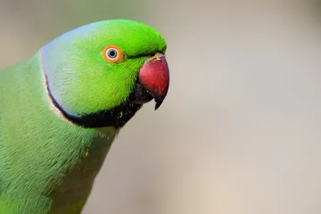 Foto auf Acrylglas Kanarische Inseln Rose-ringed parakeet. Close up portrait of green parrot tropical bird. Soft bokeh background, copy space. In the wild, Fuerteventura, Canary Islands, Spain.