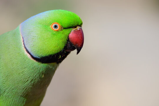 Rose-ringed parakeet. Close up portrait of green parrot tropical bird. Soft bokeh background, copy space. In the wild, Fuerteventura, Canary Islands, Spain.
