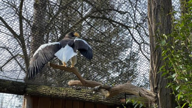 Steller's sea eagle. The eagle sits on a branch and flaps its powerful wings. Stock video. 4K