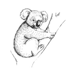 Vector hand-drawn illustration of a koala in the style of engraving. A sketch of a wild Australian marsupial animal isolated on a white background.