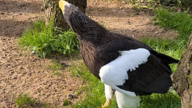 Steller's sea eagle. The eagle walks on his land. Stock video. 4K