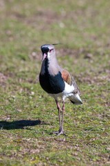 Closeup of a standing southern lapwing