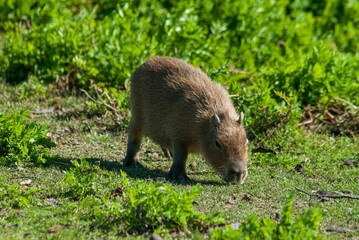 Capybara sniffing in a field