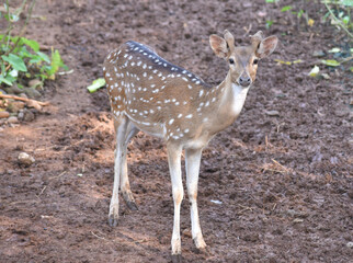 The chital, Axis axis, also known as spotted deer, chital deer, and axis deer, is a species of deer that is native to the Indian subcontinent include Indonesia