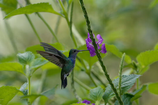 Female White necked Jacobin (Florisuga Mellivora), a type of hummingbird, in flight, Manu National Park cloud forest, Peru