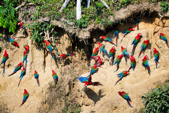 Red-and-green Macaws (Ara chloropterus) at clay lick, Manu National Park, Peruvian Amazon, Peru