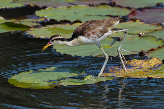 Juvenile Wattled Jacana (Jacana jacana) walking on waterlilies leaves, Manu National Park, Peruvian Amazon, Peru