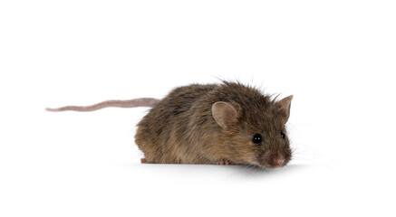 Tigerbrindle mouse, looking down over edge. Looking away from camera. isolated on a white background.