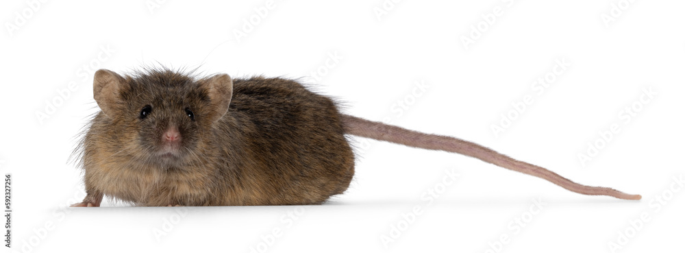 Poster tigerbrindle mouse, sitting backwards on edge with tail hanging down. isolated on a white background