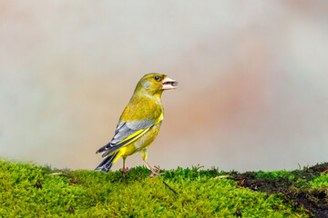 Close up of a foraging Greenfinch, Chloris chloris, standing stretched out on a mossy surface with a sunflower seed in its beak against light blurred background