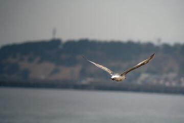 Young herring  gull flying in the winter sky