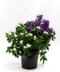 Solanum rantonettii Busch Bicolor