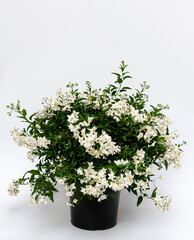 Solanum jasminoides Busch 