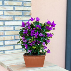 Bougainvillea aleksandra Spalier 