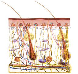 Skin Anatomy. Sensory receptors. 3D illustration - obrazy, fototapety, plakaty