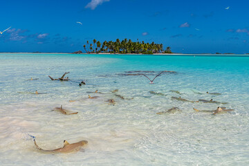 Black tipped reef sharks in the Blue Lagoon, Rangiroa atoll, Tuamotus, French Polynesia, South Pacific