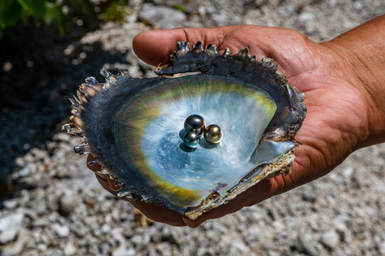 Pearl in a shell with Mother of Pearl, Gaugain Pearl Farm, Rangiroa atoll, Tuamotus, French Polynesia, South Pacific