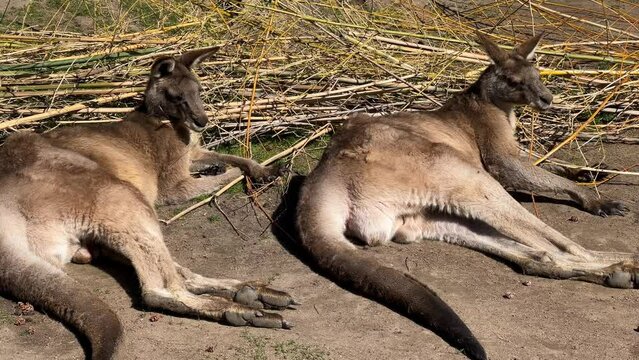 Two kangaroos laying beautifully and sunbathing. Stock video. 4K