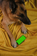 Dog with red paws lies on yellow blanket on bed next to phone with green chroma screen. Copy space...