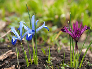 Bulbous irises blooming in spring