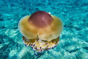 Fototapeta na wymiar Mediterranean Jellyfish in sea background 
