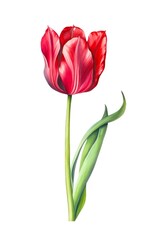 Watercolor red tulip isolated on white background. Generative AI.