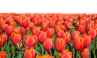 Beautiful flying butterflies and red tulips flowers on meadow, abstract natural background. blossoming spring season nature image. floral landscape. template for design.