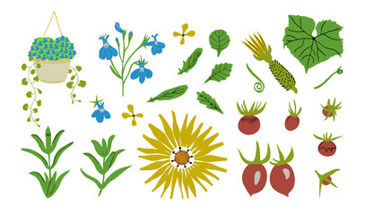 Garden flowers, leaves and vegetables set. Vector illustration. Garden plants, flowers and fruit.