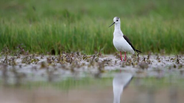 Black-winged stilt - himantopus himantopus wading in the water, red legs black and white wader