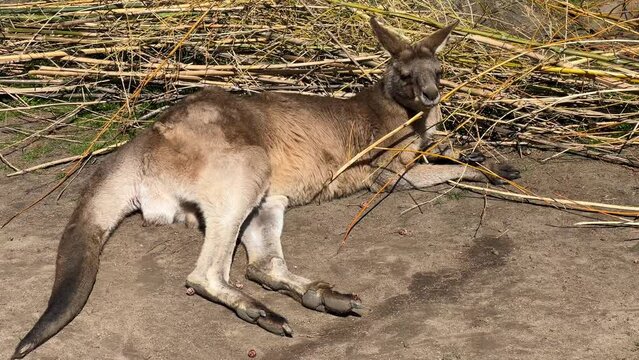 The kangaroo is lying and scratching its belly. The kangaroo licks his paw and washes his face.