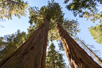 Mammutbäume Yosemite Nationalpark Westküste USA