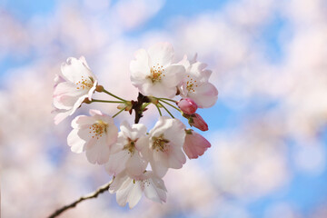 青空に映える桜（ジンダイアケボノ）