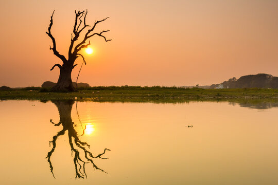 Tree reflecting in Taung Tha Man Lake near U-Bein bridge at sunset, Amarapura, Mandalay, Myanmar