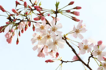 桜の花とツボミ（思川）