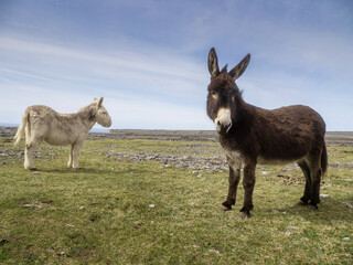 Two cute donkey in a field, rough stone terrain of Aran island in the background, county Galway, Ireland. Warm sunny day, cloudy sky. Stone fences in the background.