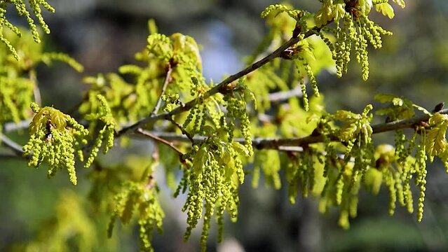 Flowers of Oak petiolate (Quercus robur)