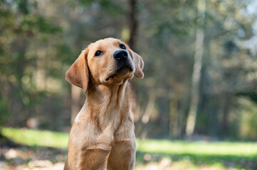 Portrait of an adorable golden labrador retriever puppy