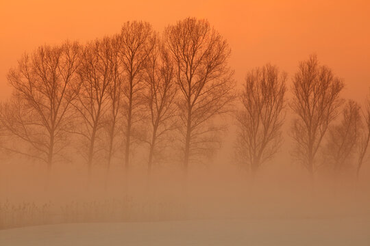 Trees in freezing mist, The Fens, Norfolk