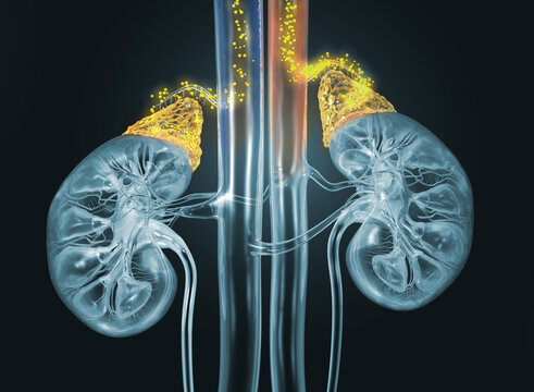 Human kidney cross section, colorful x-ray style, medically 3D illustration