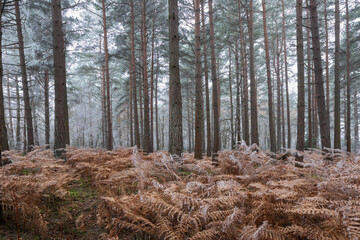 Scots pine (pinus sylvestris) trees and orange bracken in freezing fog, Bucklebury Common, near Newbury, Berkshire