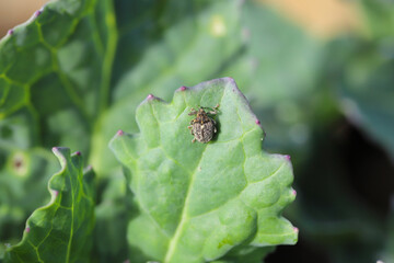 Winter stem weevil (Ceutorhynchus pallidactylus, formerly quadridens) adult on an oilseed rape leaf.