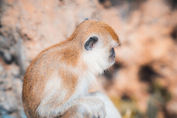 Monkey of thailand