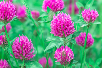 Fresh pink Clover in green spring fields