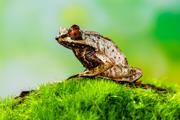 Megophrys montana (Asian horned frog, horned frog, Asian spadefoot toad, Javan horned frog, Malayan leaf frog) is a species of frog found in Java