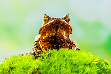 Megophrys montana (Asian horned frog, horned frog, Asian spadefoot toad, Javan horned frog, Malayan leaf frog) is a species of frog found in Java