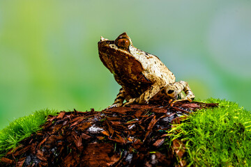 Megophrys montana (Asian horned frog, horned frog, Asian spadefoot toad, Javan horned frog, Malayan leaf frog) is a species of frog found in Java