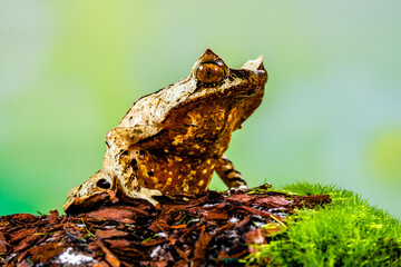 Megophrys montana (Asian horned frog, horned frog, Asian spadefoot toad, Javan horned frog, Malayan leaf frog) is a species of frog found in Java