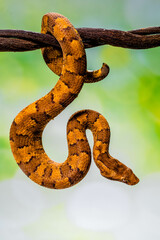 Candoia carinata, known commonly as the Pacific ground boa, Pacific keel-scaled boa, or Indonesian tree boa, is a species of snake in the family Boidae